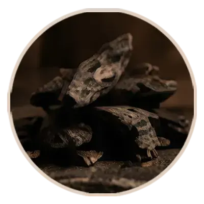 collection-img